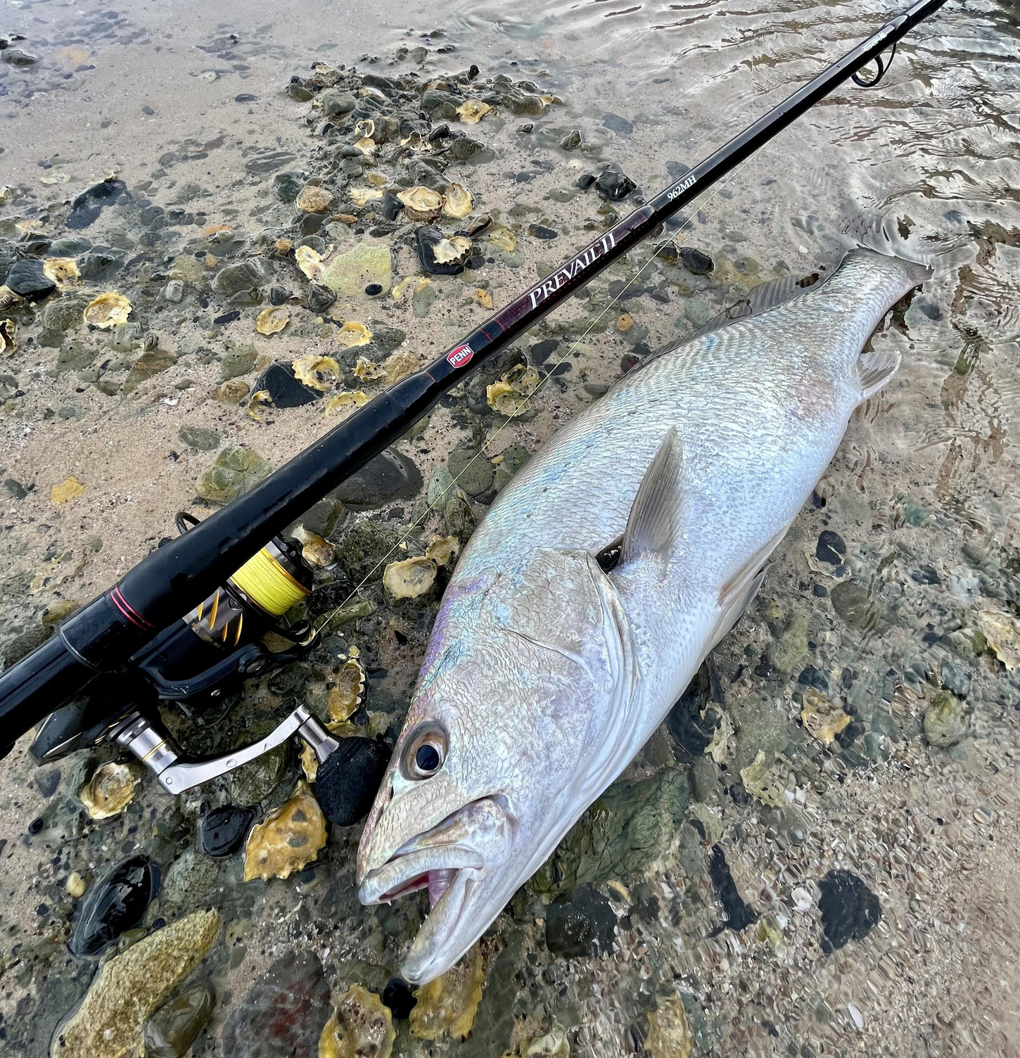 catching big fish on 18 dollar reel A guide to catching Mulloway around the rocks