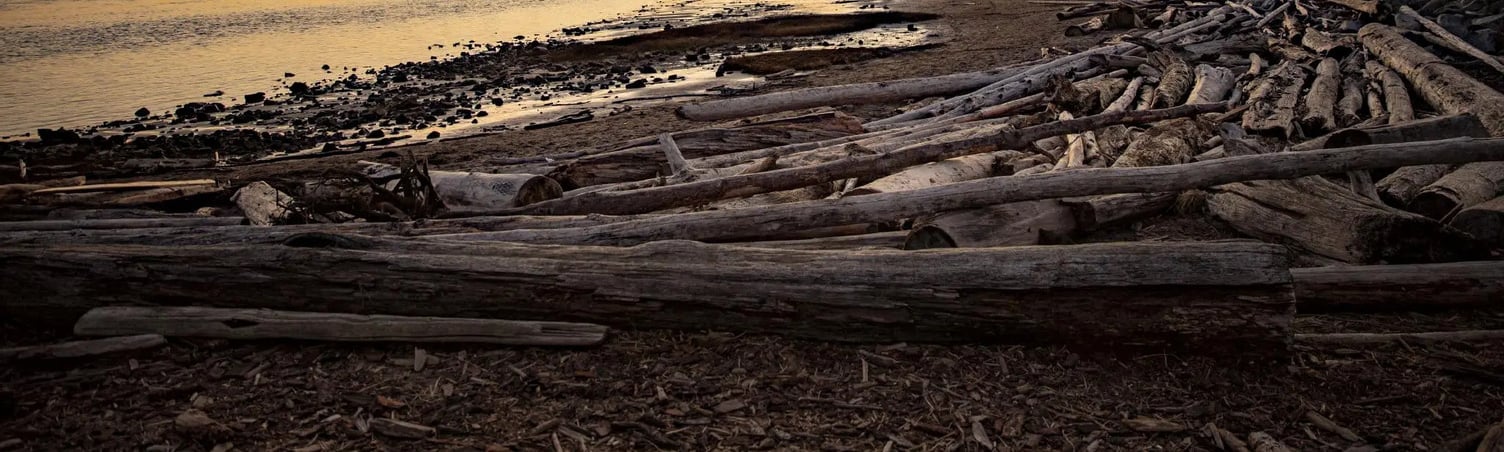 Beach Logs Beautiful Sunset