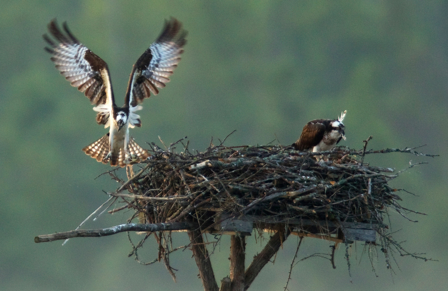 Osprey taking flight beside nest