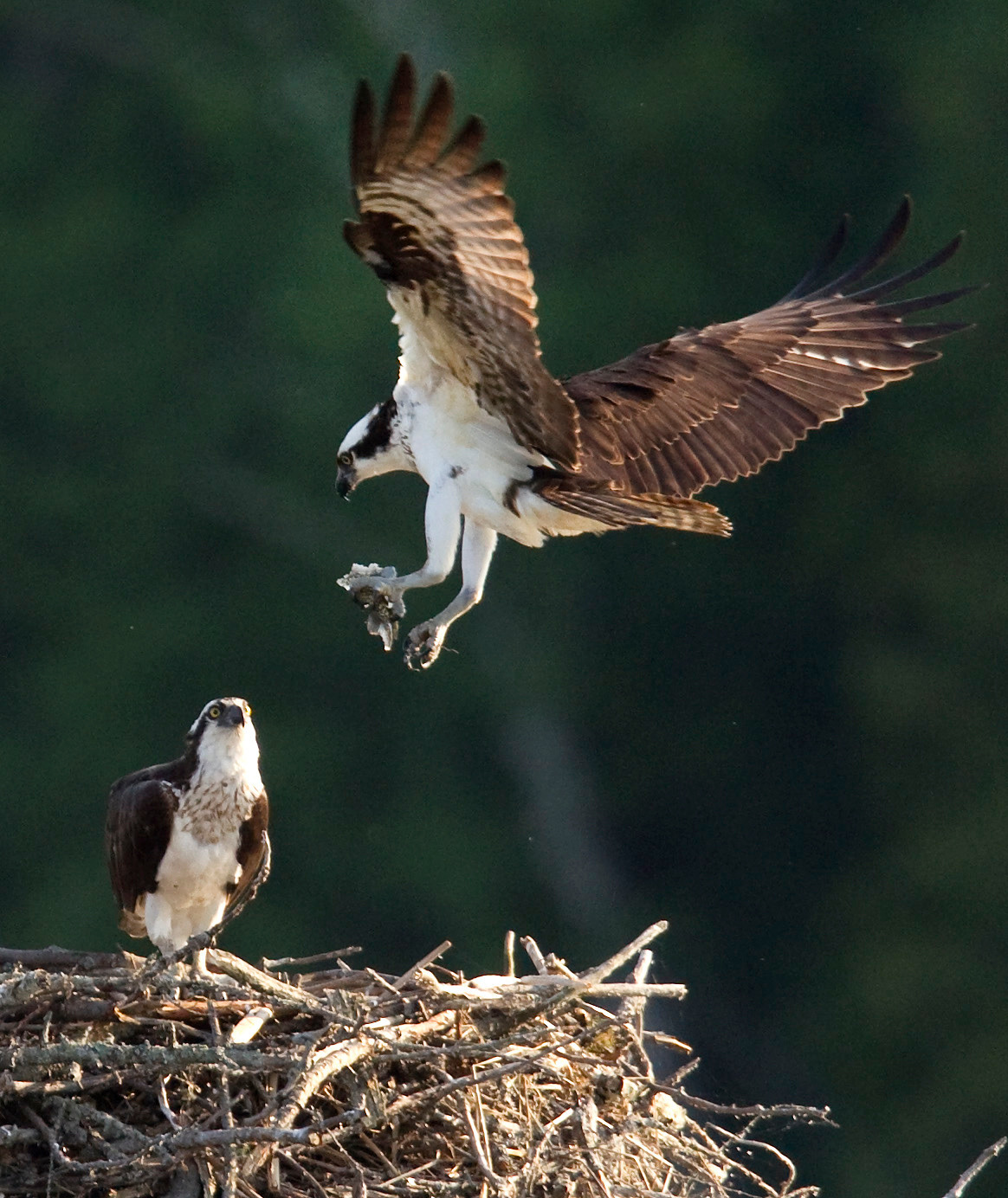 How You Can Help Save Birds of Prey - National Park Trust