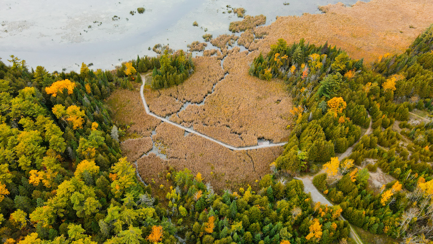aerial image of trees on a shoreline in Kawartha Lakes