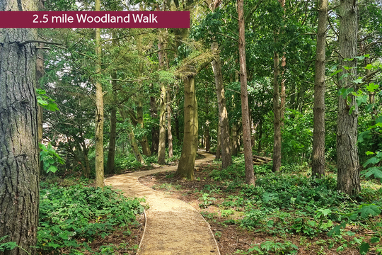 LH-VSWM-PG-WOODLAND WALK