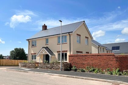 L-VDSW-KNOWLEGARDENS-EXETER-SUNFLOWER