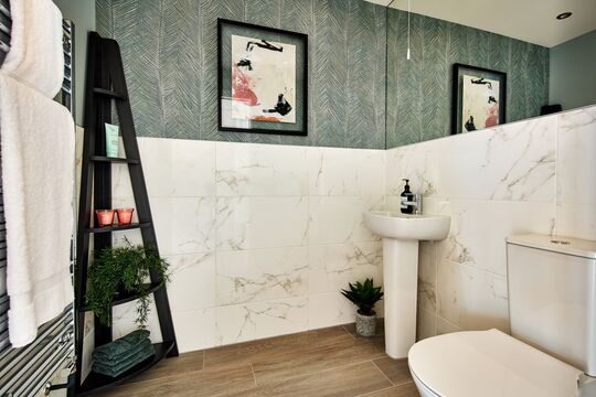 CH Jackdaw (cypress) 2