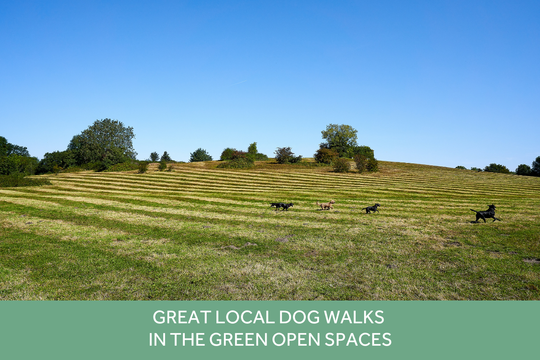 VS - LH - Albany Park - Local Area Images SANG 1280 x 853 (2)