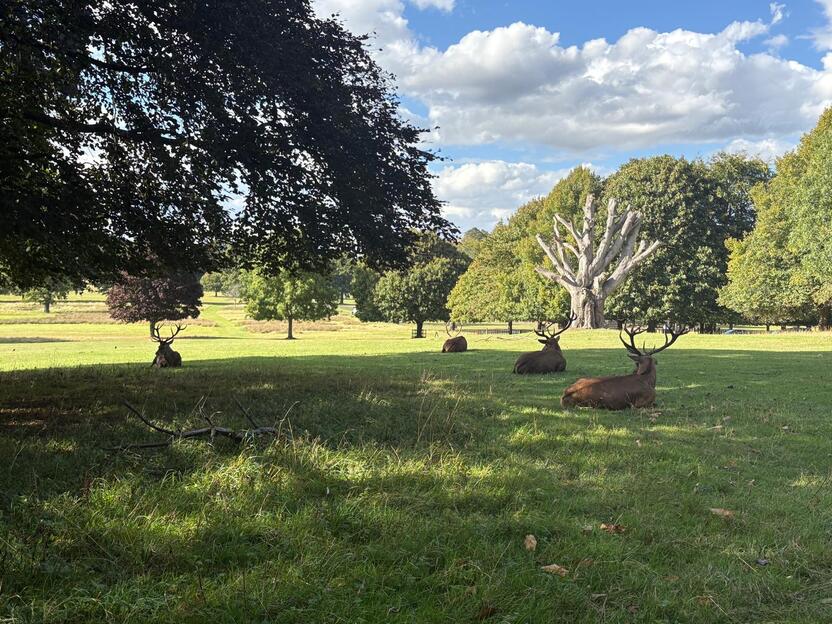 Wollaton Park.