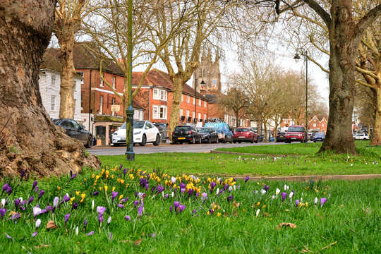 Tenterden Village