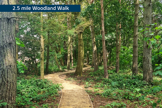 BH-VSWM-TC-WOODLAND WALK
