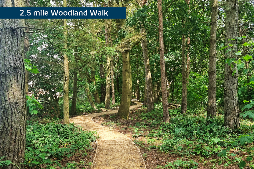 BH-VSWM-TC-WOODLAND WALK