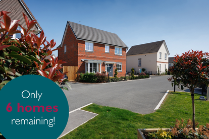 VDSW CH IGROVE HERO 1 (1)