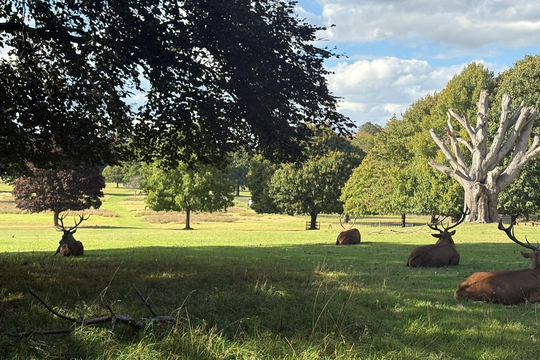[LH] Linby Meadows- Wollaton Park