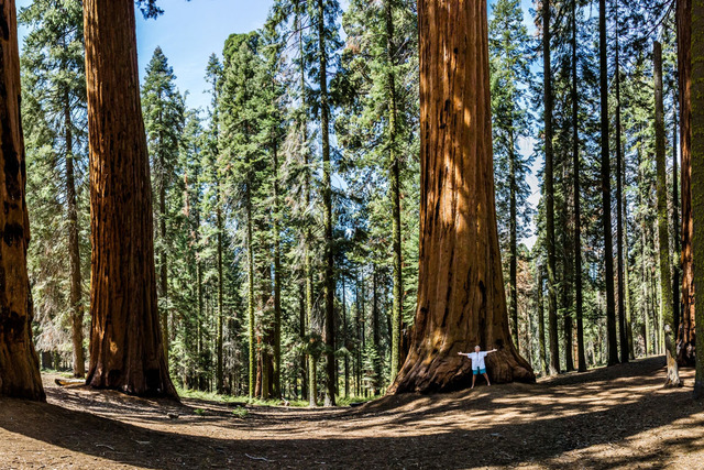 Sequoia National Park by Walt Mather.