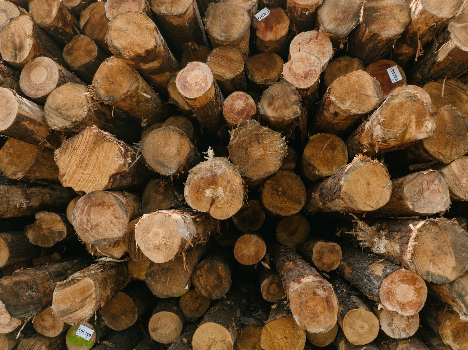 Stack of cut tree logs, representing sustainable harvesting, resource optimization, and responsible wood sourcing in the forestry industry.