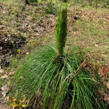 Advancing Environmental Stewardship with GP Cellulose - Georgia-Pacific ...