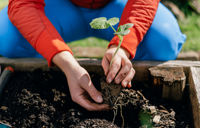 A gardener holding a small plant before planting it into a garden bed